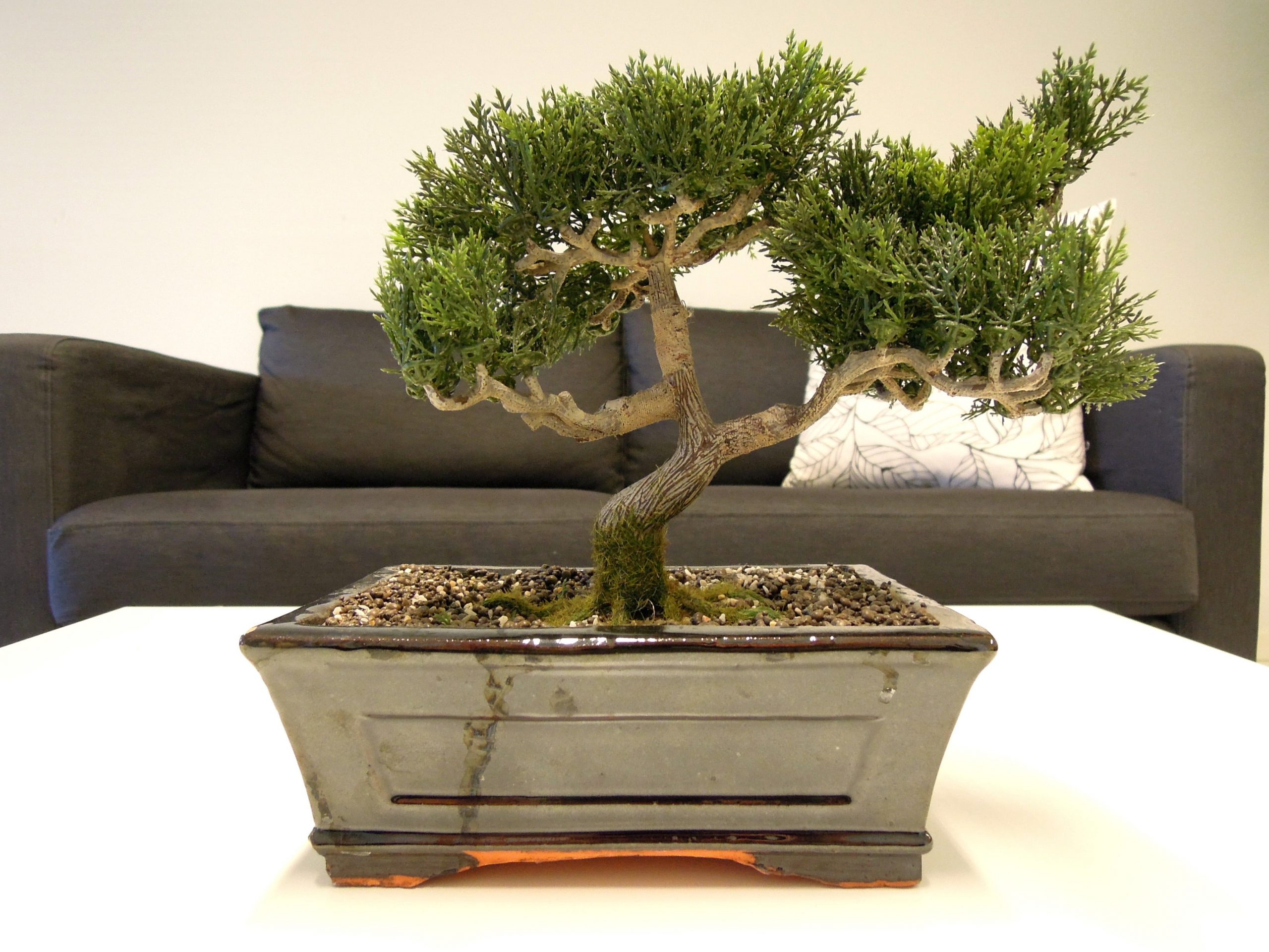 bonsai trees